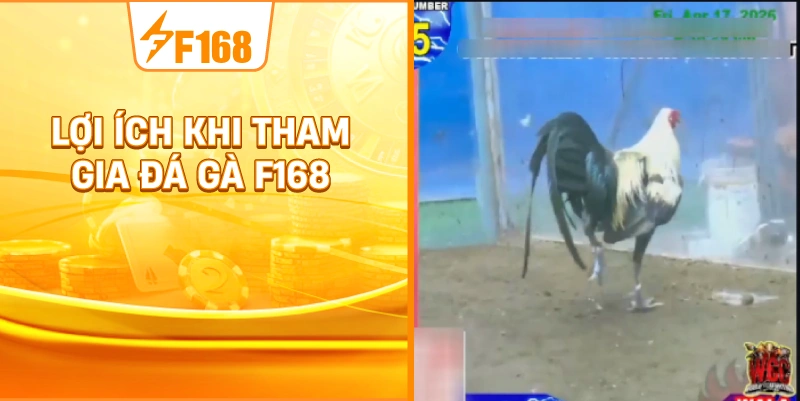 Lợi Ích Khi Tham Gia Đá Gà F168